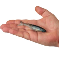 PowerBait® PowerStinger
