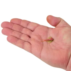 PowerBait® Trilobite
