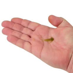 PowerBait® Trilobite